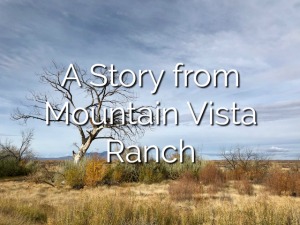 A Story from Mountain Vista Ranch