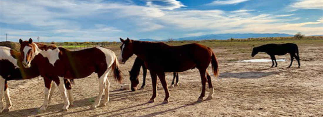 The Ranches - Horses